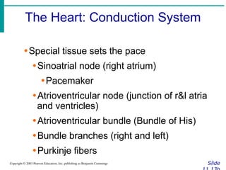 The Heart: Conduction System
Slide
Copyright © 2003 Pearson Education, Inc. publishing as Benjamin Cummings
∙Special tissue sets the pace
∙Sinoatrial node (right atrium)
∙Pacemaker
∙Atrioventricular node (junction of r&l atria
and ventricles)
∙Atrioventricular bundle (Bundle of His)
∙Bundle branches (right and left)
∙Purkinje fibers
 