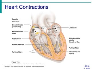 Heart Contractions
Slide
Copyright © 2003 Pearson Education, Inc. publishing as Benjamin Cummings
Figure 11.5
 
