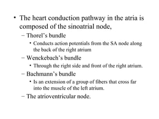 • The heart conduction pathway in the atria is
composed of the sinoatrial node,
– Thorel’s bundle
• Conducts action potentials from the SA node along
the back of the right atrium
– Wenckebach’s bundle
• Through the right side and front of the right atrium.
– Bachmann’s bundle
• Is an extension of a group of fibers that cross far
into the muscle of the left atrium.
– The atrioventricular node.
 