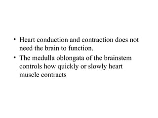• Heart conduction and contraction does not
need the brain to function.
• The medulla oblongata of the brainstem
controls how quickly or slowly heart
muscle contracts
 