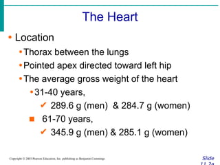 The Heart
Slide
Copyright © 2003 Pearson Education, Inc. publishing as Benjamin Cummings
∙ Location
∙Thorax between the lungs
∙Pointed apex directed toward left hip
∙The average gross weight of the heart
∙31-40 years,
✔ 289.6 g (men) & 284.7 g (women)
▪ 61-70 years,
✔ 345.9 g (men) & 285.1 g (women)
 