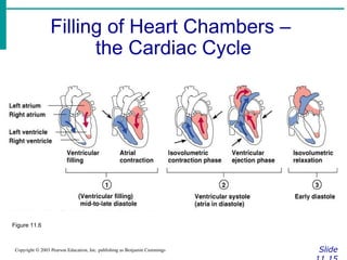 Filling of Heart Chambers –
the Cardiac Cycle
Slide
Copyright © 2003 Pearson Education, Inc. publishing as Benjamin Cummings
Figure 11.6
 