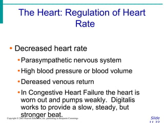 The Heart: Regulation of Heart
Rate
Slide
Copyright © 2003 Pearson Education, Inc. publishing as Benjamin Cummings
∙ Decreased heart rate
∙Parasympathetic nervous system
∙High blood pressure or blood volume
∙Dereased venous return
∙In Congestive Heart Failure the heart is
worn out and pumps weakly. Digitalis
works to provide a slow, steady, but
stronger beat.
 