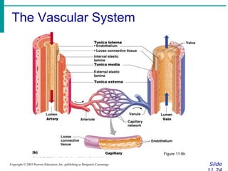The Vascular System
Slide
Copyright © 2003 Pearson Education, Inc. publishing as Benjamin Cummings
Figure 11.8b
 