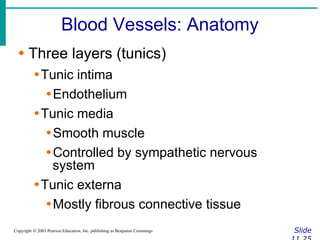 Blood Vessels: Anatomy
Slide
Copyright © 2003 Pearson Education, Inc. publishing as Benjamin Cummings
∙ Three layers (tunics)
∙Tunic intima
∙Endothelium
∙Tunic media
∙Smooth muscle
∙Controlled by sympathetic nervous
system
∙Tunic externa
∙Mostly fibrous connective tissue
 