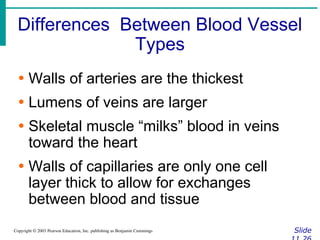 Differences Between Blood Vessel
Types
Slide
Copyright © 2003 Pearson Education, Inc. publishing as Benjamin Cummings
∙ Walls of arteries are the thickest
∙ Lumens of veins are larger
∙ Skeletal muscle “milks” blood in veins
toward the heart
∙ Walls of capillaries are only one cell
layer thick to allow for exchanges
between blood and tissue
 