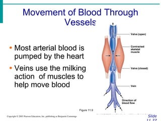 Movement of Blood Through
Vessels
Slide
Copyright © 2003 Pearson Education, Inc. publishing as Benjamin Cummings
∙ Most arterial blood is
pumped by the heart
∙ Veins use the milking
action of muscles to
help move blood
Figure 11.9
 
