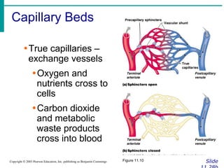 Capillary Beds
Slide
Copyright © 2003 Pearson Education, Inc. publishing as Benjamin Cummings
∙True capillaries –
exchange vessels
∙Oxygen and
nutrients cross to
cells
∙Carbon dioxide
and metabolic
waste products
cross into blood
Figure 11.10
 