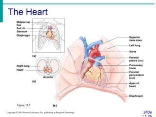 The Heart
Slide
Copyright © 2003 Pearson Education, Inc. publishing as Benjamin Cummings
Figure 11.1
 