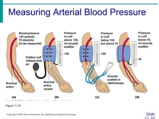 Measuring Arterial Blood Pressure
Slide
Copyright © 2003 Pearson Education, Inc. publishing as Benjamin Cummings
Figure 11.18
 