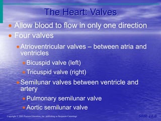 The Heart: Valves
Slide 11.8
Copyright © 2003 Pearson Education, Inc. publishing as Benjamin Cummings
 Allow blood to flow in only one direction
 Four valves
Atrioventricular valves – between atria and
ventricles
 Bicuspid valve (left)
 Tricuspid valve (right)
Semilunar valves between ventricle and
artery
 Pulmonary semilunar valve
 Aortic semilunar valve
 
