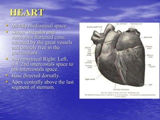 HEART
• Middle mediastinal space.
• Shape: irregular and
somewhat flattened cone,
attached by the great vessels
and entirely free in the
pericardium.
• Asymmetrical Right: Left,
4:5. 2nd intercostals space to
6th intercostals space.
• Base directed dorsally.
• Apex centrally above the last
segment of sternum.
 