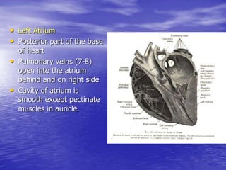 • Left Atrium
• Posterior part of the base
of heart
• Pulmonary veins (7-8)
open into the atrium
behind and on right side
• Cavity of atrium is
smooth except pectinate
muscles in auricle.
 
