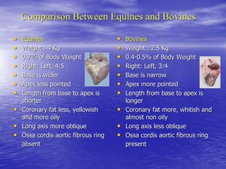 Comparison Between Equines and Bovines
• Equines
• Weight , 4 Kg
• 0.7% of Body Weight
• Right: Left, 4:5
• Base is wider
• Apex less pointed
• Length from base to apex is
shorter
• Coronary fat less, yellowish
and more oily
• Long axis more oblique
• Ossa cordis aortic fibrous ring
absent
• Bovines
• Weight , 2.5 Kg
• 0.4-0.5% of Body Weight
• Right: Left, 3:4
• Base is narrow
• Apex more pointed
• Length from base to apex is
longer
• Coronary fat more, whitish and
almost non oily
• Long axis less oblique
• Ossa cordis aortic fibrous ring
present
 