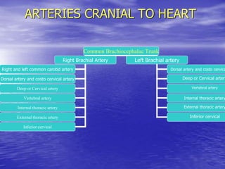 ARTERIES CRANIAL TO HEART
Common Brachiocephaluc Trunk
Right Brachial Artery Left Brachial artery
Right and left common carotid artery
Dorsal artery and costo cervical artery
Deep or Cervical artery
Vertebral artery
Internal thoracic artery
External thoracic artery
Inferior cervical
Dorsal artery and costo cervica
Deep or Cervical artery
Vertebral artery
Internal thoracic artery
External thoracic artery
Inferior cervical
 