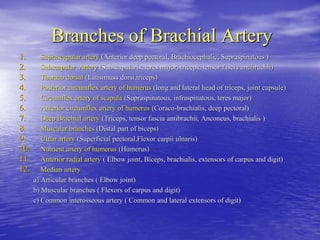 Branches of Brachial Artery
1. Suprascapular artery (Anterior deep pectoral, Brachiocephalic, Supraspinatous )
2. Subscapular Artery (Subscapularis, teres major, triceps, tensor fascia antibrachii)
3. Thoraco dorsal (Latisimuss dorsi,triceps)
4. Posterior circumflex artery of humerus (long and lateral head of triceps, joint capsule)
5. Circumflex artery of scapula (Supraspinatous, infraspinatous, teres major)
6. Anterior circumflex artery of humerus (Coraco-brachialis, deep pectoral)
7. Deep Brachial artery (Triceps, tensor fascia antibrachii, Anconeus, brachialis )
8. Muscular branches (Distal part of biceps)
9. Ulnar artery (Superficial pectoral,Flexor carpii ulnaris)
10. Nutrient artery of humerus (Humerus)
11. Anterior radial artery ( Elbow joint, Biceps, brachialis, extensors of carpus and digit)
12. Median artery
a) Articular branches ( Elbow joint)
b) Muscular branches ( Flexors of carpus and digit)
c) Common interosseous artery ( Common and lateral extensors of digit)
 