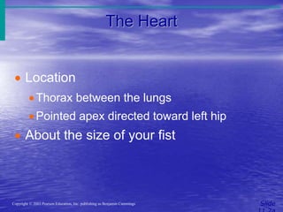 The Heart
Slide
Copyright © 2003 Pearson Education, Inc. publishing as Benjamin Cummings
 Location
Thorax between the lungs
Pointed apex directed toward left hip
 About the size of your fist
 