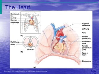 The Heart
Slide
Copyright © 2003 Pearson Education, Inc. publishing as Benjamin Cummings
Figure 11.1
 