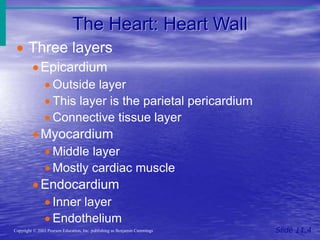 The Heart: Heart Wall
Slide 11.4
Copyright © 2003 Pearson Education, Inc. publishing as Benjamin Cummings
 Three layers
Epicardium
 Outside layer
 This layer is the parietal pericardium
 Connective tissue layer
Myocardium
 Middle layer
 Mostly cardiac muscle
Endocardium
 Inner layer
 Endothelium
 
