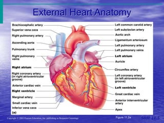 External Heart Anatomy
Slide 11.5
Copyright © 2003 Pearson Education, Inc. publishing as Benjamin Cummings Figure 11.2a
 