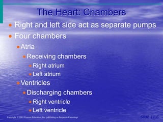 The Heart: Chambers
Slide 11.6
Copyright © 2003 Pearson Education, Inc. publishing as Benjamin Cummings
 Right and left side act as separate pumps
 Four chambers
Atria
 Receiving chambers
 Right atrium
 Left atrium
Ventricles
 Discharging chambers
 Right ventricle
 Left ventricle
 