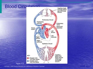 Blood Circulation
Slide 11.7
Copyright © 2003 Pearson Education, Inc. publishing as Benjamin Cummings
Figure 11.3
 