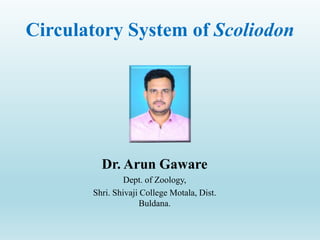 Dr. Arun Gaware
Dept. of Zoology,
Shri. Shivaji College Motala, Dist.
Buldana.
Circulatory System of Scoliodon
 