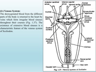 (iv) Venous System:
The deoxygenated blood from the different
parts of the body is returned to the heart by
veins which form irregular blood sinuses
throughout their courses (Fig. 1.37). The
existence of extensive blood sinuses is a
characteristic feature of the venous system
of Scoliodon.
 
