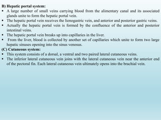B) Hepatic portal system:
 A large number of small veins carrying blood from the alimentary canal and its associated
glands unite to form the hepatic portal vein.
 The hepatic portal vein receives the lienogastric vein, and anterior and posterior gastric veins.
 Actually the hepatic portal vein is formed by the confluence of the anterior and posterior
intestinal veins.
 The hepatic portal vein breaks up into capillaries in the liver.
 From the liver, blood is collected by another set of capillaries which unite to form two large
hepatic sinuses opening into the sinus venosus.
(C) Cutaneous system:
 This system consists of a dorsal, a ventral and two paired lateral cutaneous veins.
 The inferior lateral cutaneous vein joins with the lateral cutaneous vein near the anterior end
of the pectoral fin. Each lateral cutaneous vein ultimately opens into the brachial vein.
 