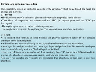 Circulatory system of scoliodon
The circulatory system of scoliodon consists of the circulatory fluid called blood, the heart, the
arteries and the veins.
(i) Blood:
•The blood consists of a colourless plasma and corpuscles suspended in the plasma.
• Two kinds of corpuscles are encountered the RBC (or erythrocytes) and the WBC (or
leucocytes).
•The erythrocytes are oval bodies containing a nucleus.
•Haemoglobin is present in the erythrocytes. The leucocytes are amoeboid in structure.
ii) Heart:
•It is situated mid-ventrally in head beneath the pharynx supported below by the coracoid
cartilages of the pectoral girdle.
• It lies within the pericardial cavity of two layered membranous sacs the pericardium.
•Inner layer is visral pericardium and outer layer is parietal pericardium. Between the two layers
is the pericardial cavity which is filled with paricardial fluid.
•Heart is a reddish-brown, muscular and dorso-ventrally bent, “S” shaped tube differentiated into
a series of 4 chambers; sinus venosus, auricle, ventricle and conus arteriosus.
•But only two auricles and ventricle are considered true chambers, so that heart is only two
chambers.
 