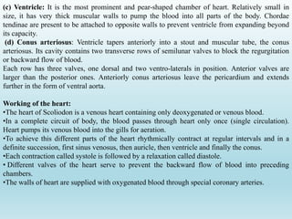 (c) Ventricle: It is the most prominent and pear-shaped chamber of heart. Relatively small in
size, it has very thick muscular walls to pump the blood into all parts of the body. Chordae
tendinae are present to be attached to opposite walls to prevent ventricle from expanding beyond
its capacity.
(d) Conus arteriosus: Ventricle tapers anteriorly into a stout and muscular tube, the conus
arteriosus. Its cavity contains two transverse rows of semilunar valves to block the regurgitation
or backward flow of blood.
Each row has three valves, one dorsal and two ventro-laterals in position. Anterior valves are
larger than the posterior ones. Anteriorly conus arteriosus leave the pericardium and extends
further in the form of ventral aorta.
Working of the heart:
•The heart of Scoliodon is a venous heart containing only deoxygenated or venous blood.
•In a complete circuit of body, the blood passes through heart only once (single circulation).
Heart pumps its venous blood into the gills for aeration.
•To achieve this different parts of the heart rhythmically contract at regular intervals and in a
definite succession, first sinus venosus, then auricle, then ventricle and finally the conus.
•Each contraction called systole is followed by a relaxation called diastole.
• Different valves of the heart serve to prevent the backward flow of blood into preceding
chambers.
•The walls of heart are supplied with oxygenated blood through special coronary arteries.
 