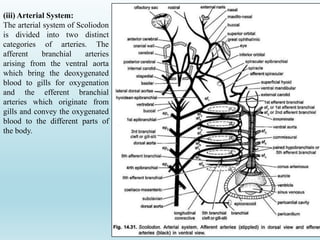 (iii) Arterial System:
The arterial system of Scoliodon
is divided into two distinct
categories of arteries. The
afferent branchial arteries
arising from the ventral aorta
which bring the deoxygenated
blood to gills for oxygenation
and the efferent branchial
arteries which originate from
gills and convey the oxygenated
blood to the different parts of
the body.
 