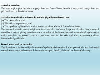 Anterior arteries:
The head region gets the blood supply from the first efferent branchial artery and partly from the
proximal end of the dorsal aorta.
Arteries from the first efferent branchial (hyoidean efferent) are:
(a) The external carotid,
(b) The afferent spiracular, and
(c) The hyodean epibranchial which in turn receives a branch from dorsal aorta.
The external carotid artery originates from the first collector loop and divides into a ventral
mandibular artery giving branches to the muscles of the lower jaw and a superficial hyoid artery
which supplies the second ventral constrictor muscle, the skin and the subcutaneous tissue
beneath the hyoid arch.
Dorsal aorta and its branches:
The dorsal aorta is formed by the union of epibranchial arteries. It runs posteriorly and is situated
ventral to the vertebral column. It is continued up to the tip of the tail as the caudal artery.
 