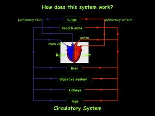 CIRCULATORY SYSTEM, Blood, heart and blood vessels.ppt