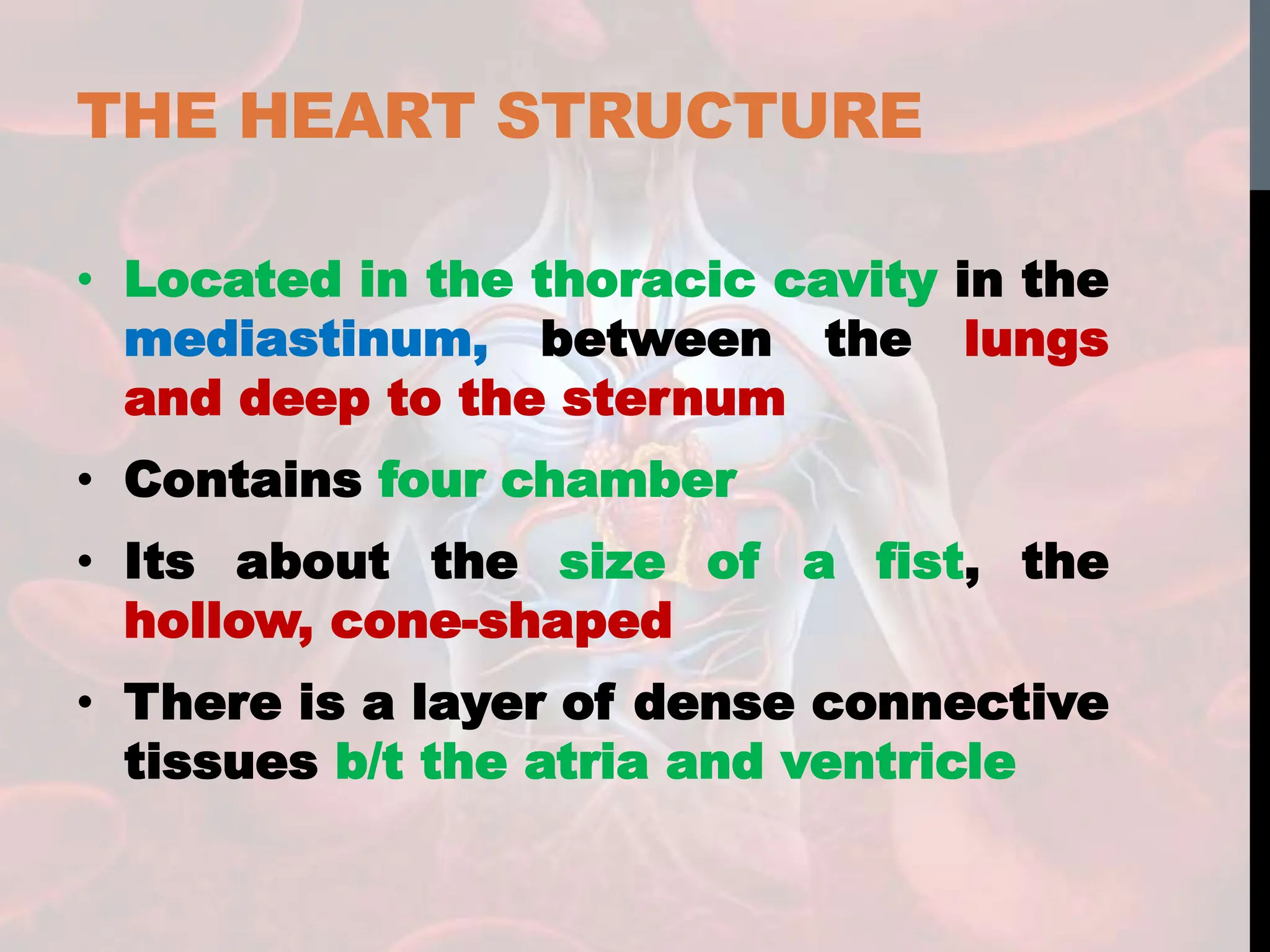 THE HEART STRUCTURE
• Located in the thoracic cavity in the
mediastinum, between the lungs
and deep to the sternum
• Contains four chamber
• Its about the size of a fist, the
hollow, cone-shaped
• There is a layer of dense connective
tissues b/t the atria and ventricle
 