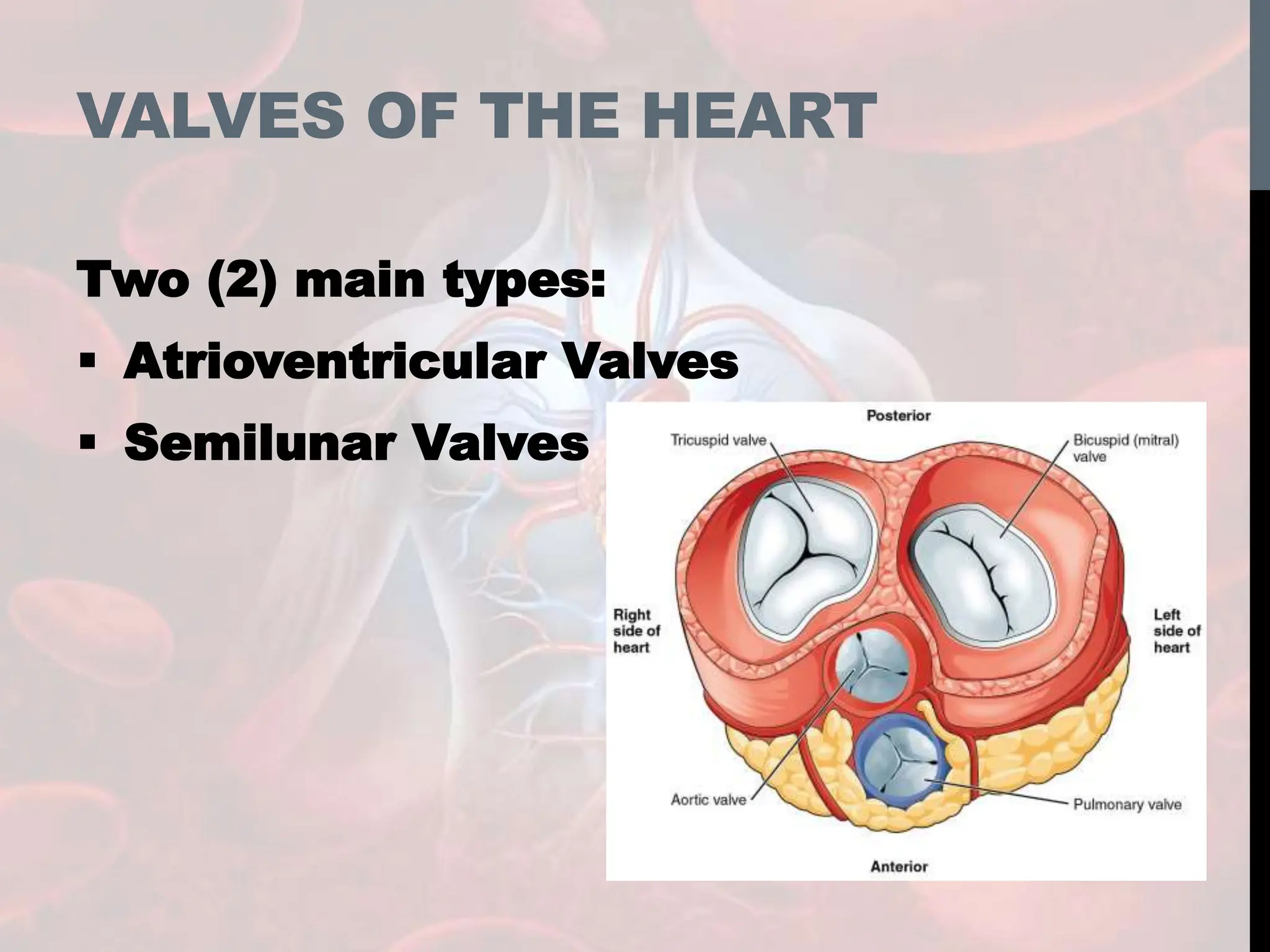 VALVES OF THE HEART
Two (2) main types:
 Atrioventricular Valves
 Semilunar Valves
 