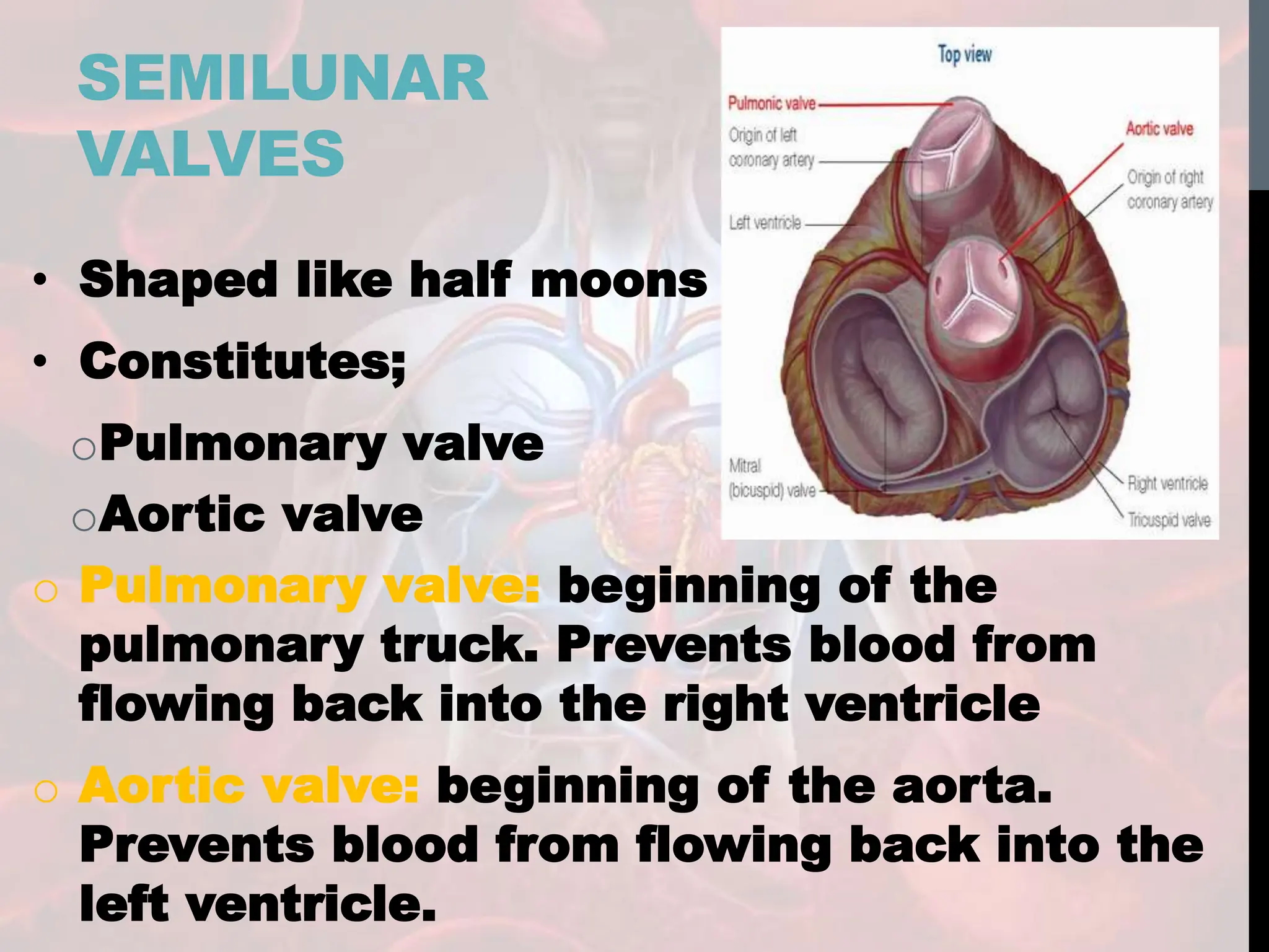 SEMILUNAR
VALVES
• Shaped like half moons
• Constitutes;
oPulmonary valve
oAortic valve
o Pulmonary valve: beginning of the
pulmonary truck. Prevents blood from
flowing back into the right ventricle
o Aortic valve: beginning of the aorta.
Prevents blood from flowing back into the
left ventricle.
 