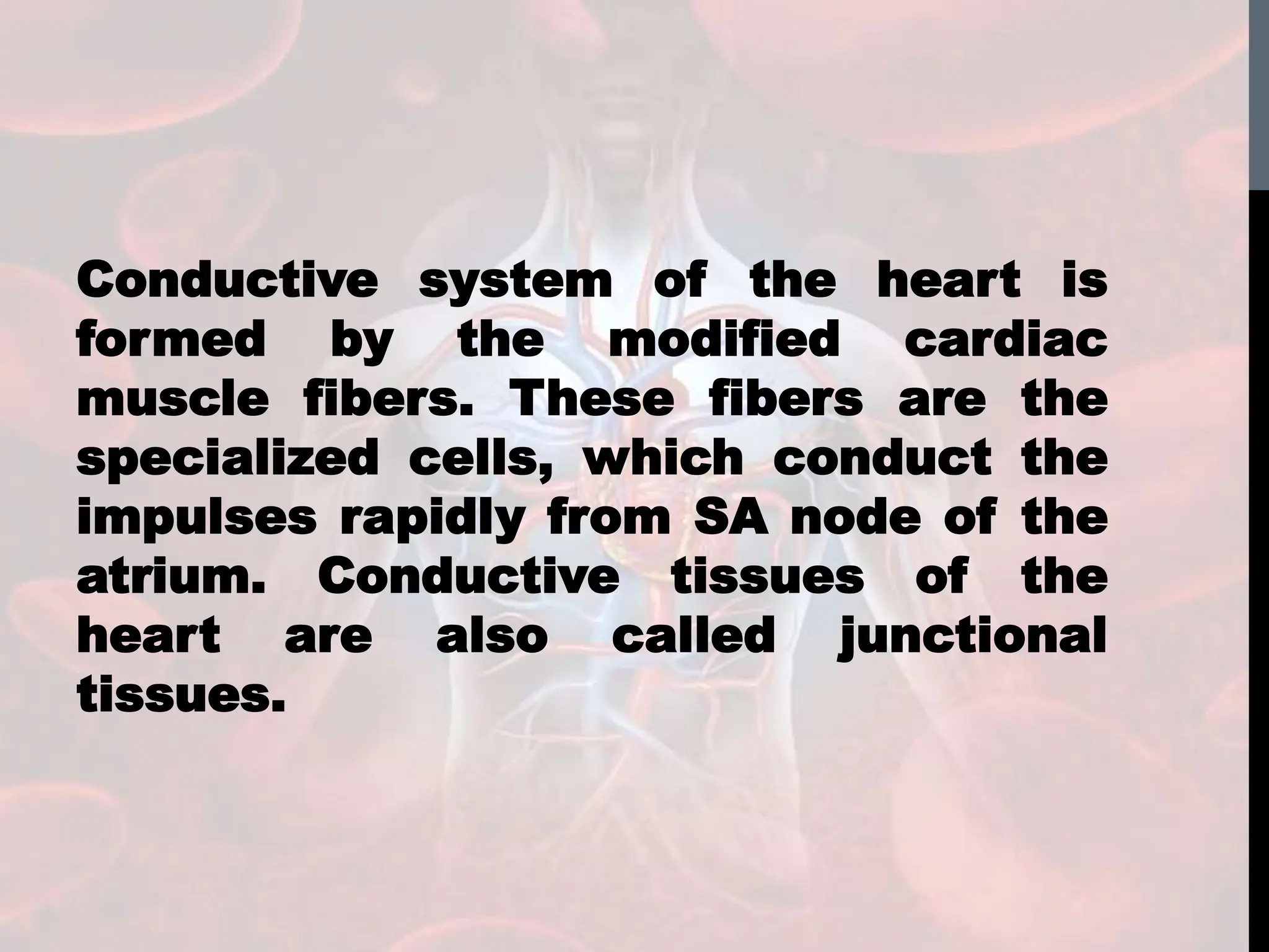 Conductive system of the heart is
formed by the modified cardiac
muscle fibers. These fibers are the
specialized cells, which conduct the
impulses rapidly from SA node of the
atrium. Conductive tissues of the
heart are also called junctional
tissues.
 