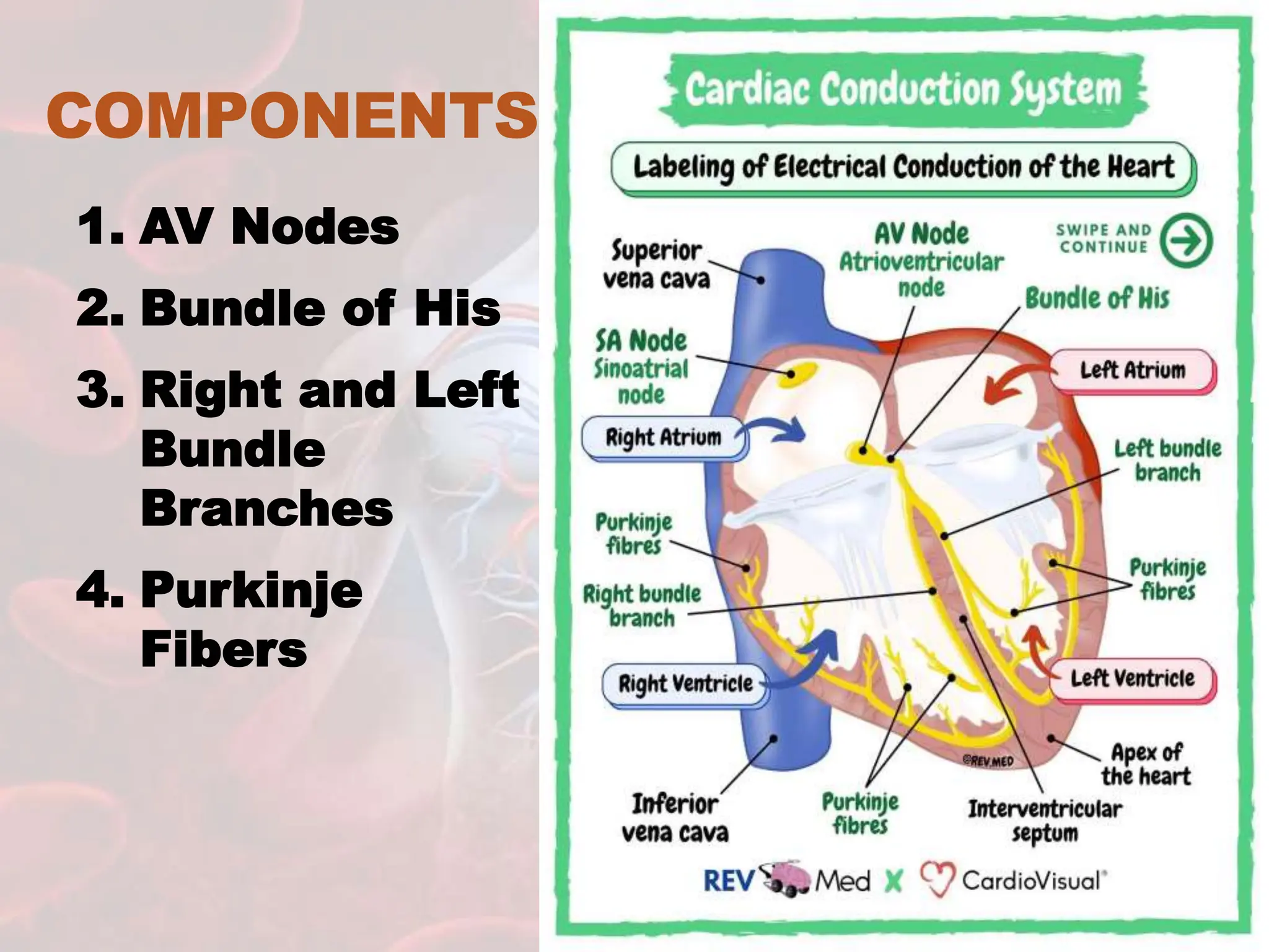 COMPONENTS
1. AV Nodes
2. Bundle of His
3. Right and Left
Bundle
Branches
4. Purkinje
Fibers
 
