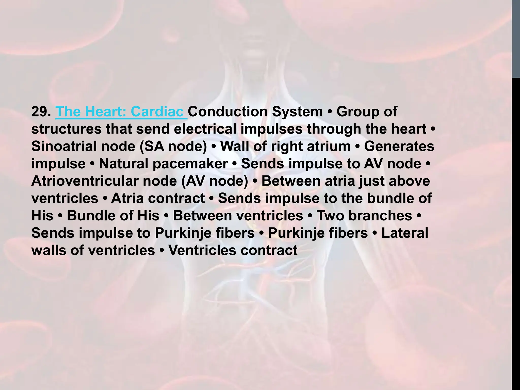 29. The Heart: Cardiac Conduction System • Group of
structures that send electrical impulses through the heart •
Sinoatrial node (SA node) • Wall of right atrium • Generates
impulse • Natural pacemaker • Sends impulse to AV node •
Atrioventricular node (AV node) • Between atria just above
ventricles • Atria contract • Sends impulse to the bundle of
His • Bundle of His • Between ventricles • Two branches •
Sends impulse to Purkinje fibers • Purkinje fibers • Lateral
walls of ventricles • Ventricles contract
 