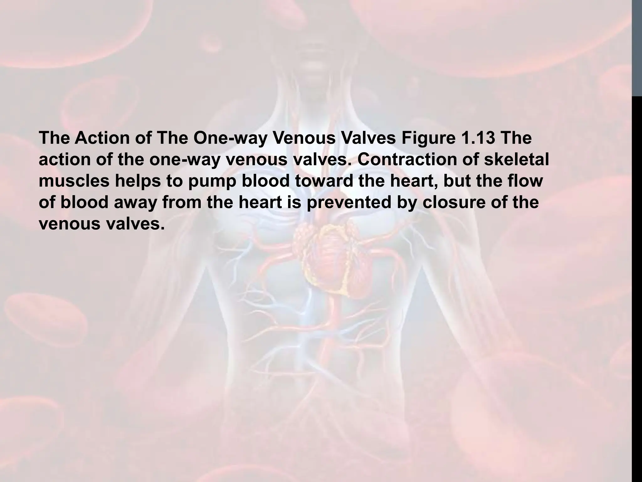 The Action of The One-way Venous Valves Figure 1.13 The
action of the one-way venous valves. Contraction of skeletal
muscles helps to pump blood toward the heart, but the flow
of blood away from the heart is prevented by closure of the
venous valves.
 
