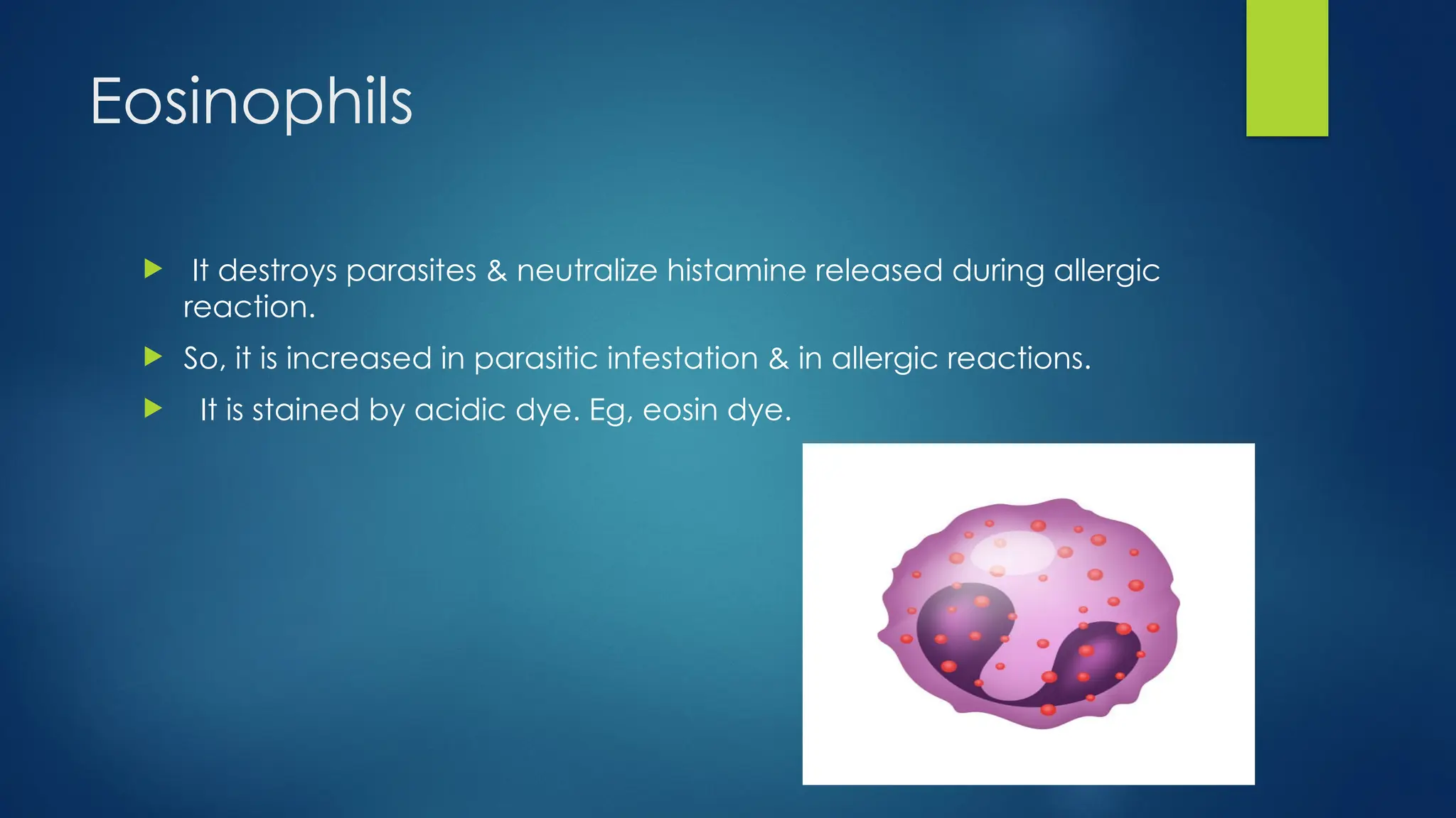 Eosinophils
 It destroys parasites & neutralize histamine released during allergic
reaction.
 So, it is increased in parasitic infestation & in allergic reactions.
 It is stained by acidic dye. Eg, eosin dye.
 