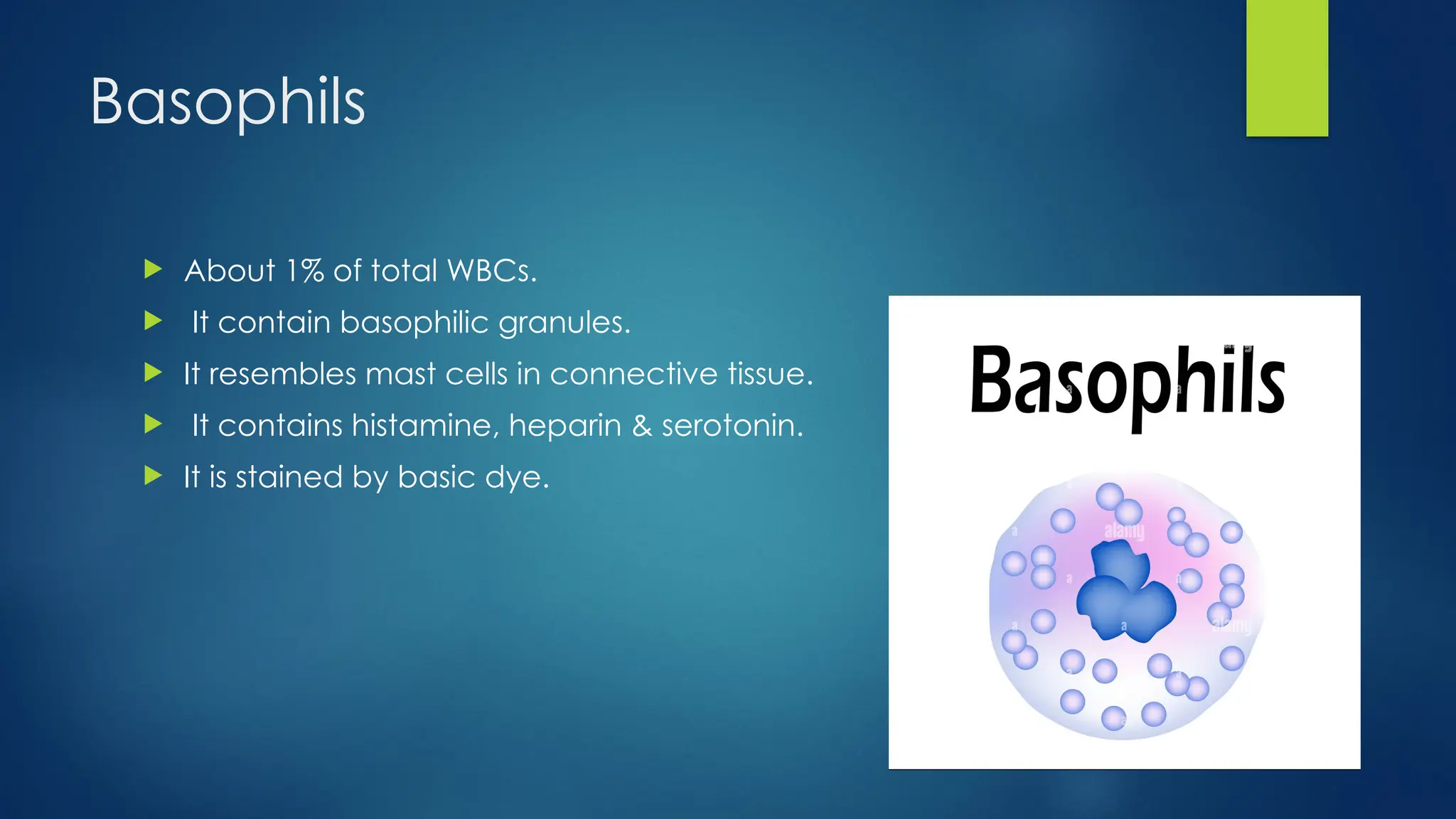 Basophils
 About 1% of total WBCs.
 It contain basophilic granules.
 It resembles mast cells in connective tissue.
 It contains histamine, heparin & serotonin.
 It is stained by basic dye.
 