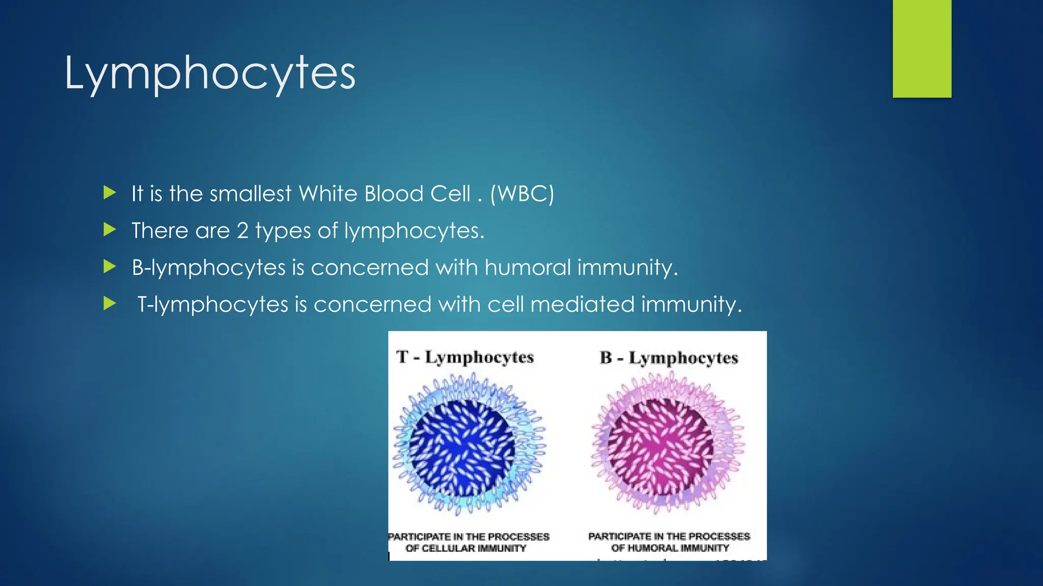 Lymphocytes
 It is the smallest White Blood Cell . (WBC)
 There are 2 types of lymphocytes.
 B-lymphocytes is concerned with humoral immunity.
 T-lymphocytes is concerned with cell mediated immunity.
 