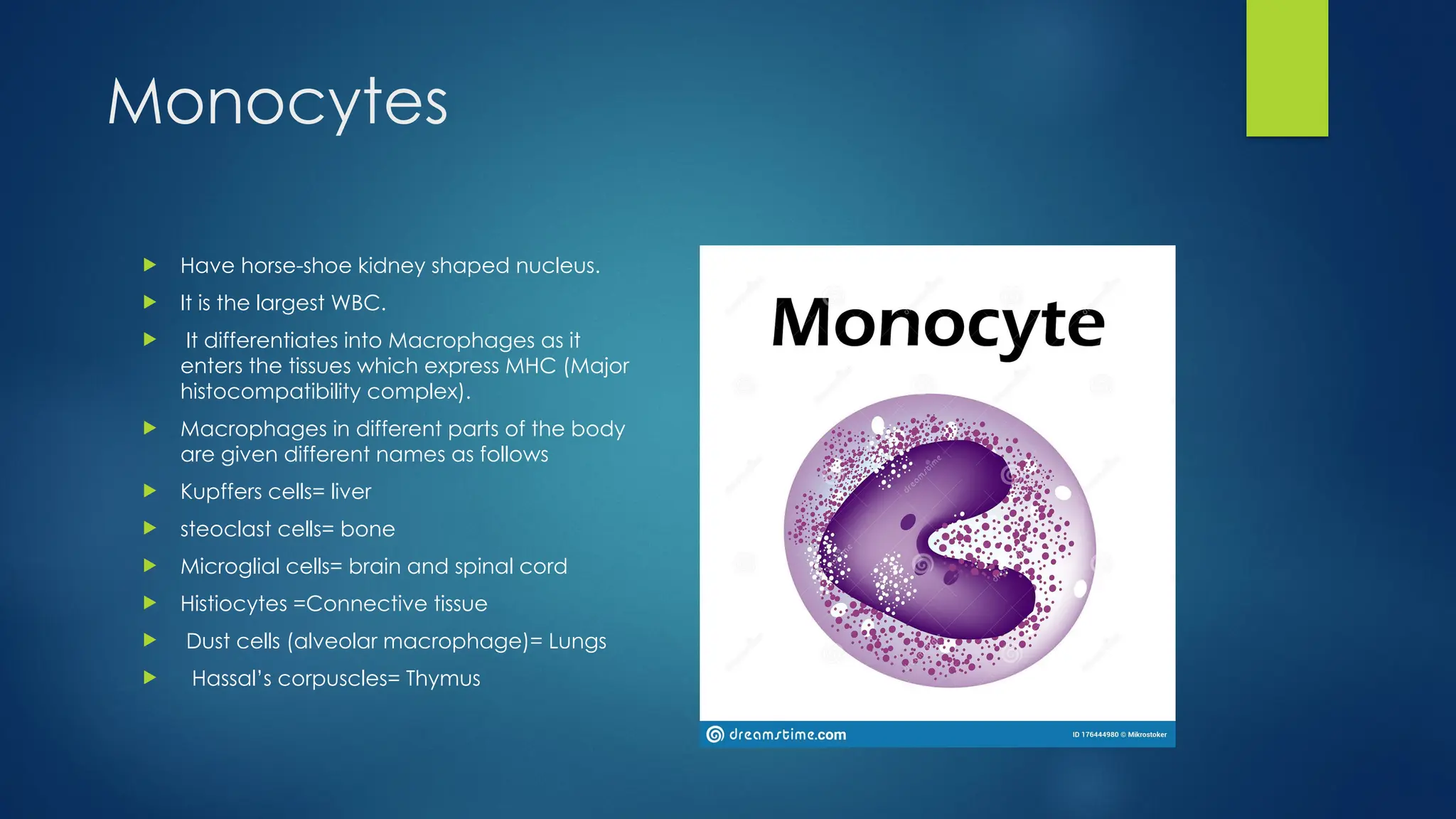 Monocytes
 Have horse-shoe kidney shaped nucleus.
 It is the largest WBC.
 It differentiates into Macrophages as it
enters the tissues which express MHC (Major
histocompatibility complex).
 Macrophages in different parts of the body
are given different names as follows
 Kupffers cells= liver
 steoclast cells= bone
 Microglial cells= brain and spinal cord
 Histiocytes =Connective tissue
 Dust cells (alveolar macrophage)= Lungs
 Hassal’s corpuscles= Thymus
 