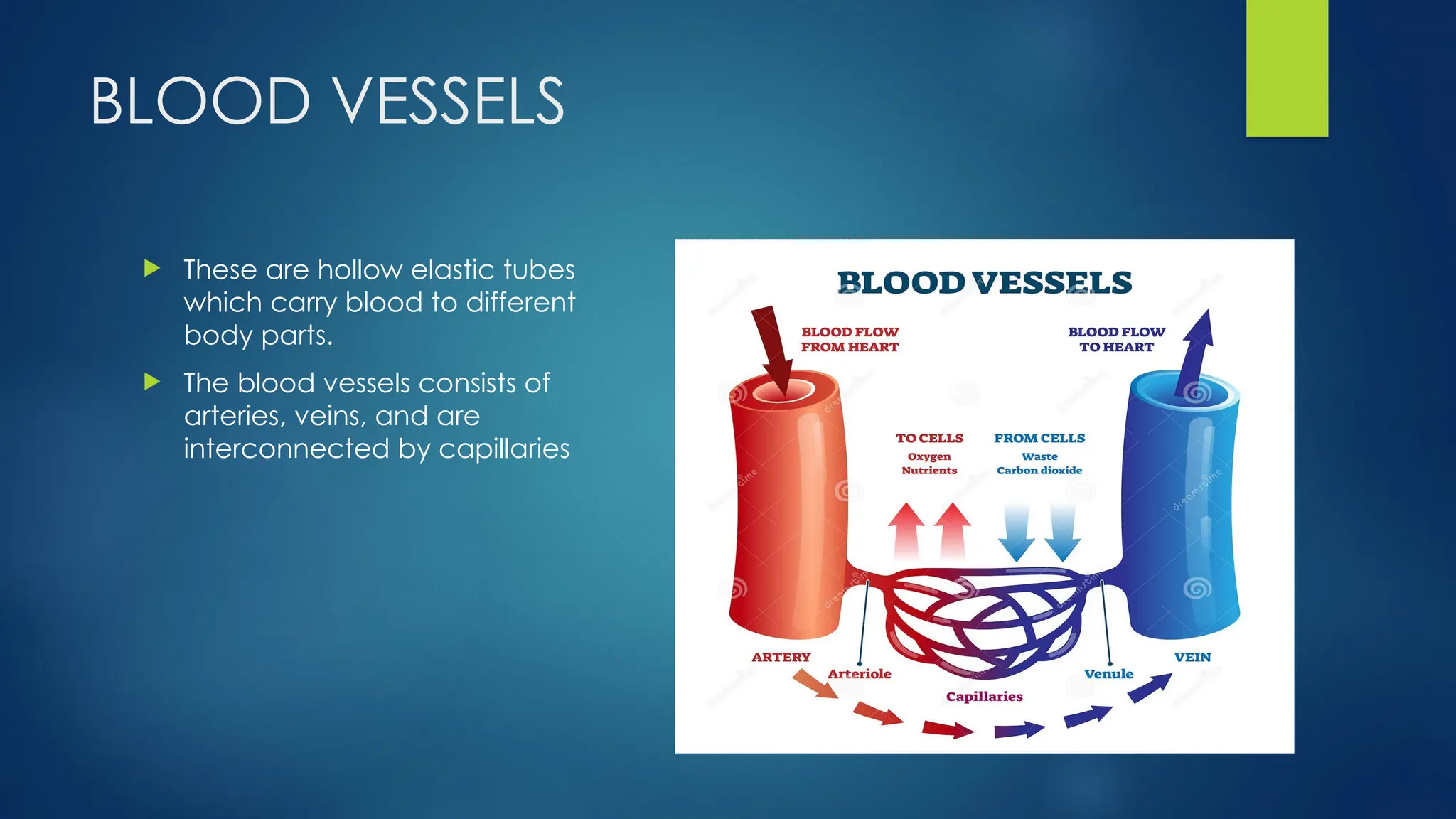 BLOOD VESSELS
 These are hollow elastic tubes
which carry blood to different
body parts.
 The blood vessels consists of
arteries, veins, and are
interconnected by capillaries
 
