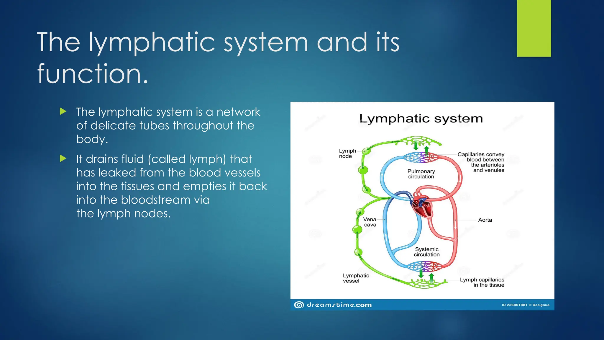 The lymphatic system and its
function.
 The lymphatic system is a network
of delicate tubes throughout the
body.
 It drains fluid (called lymph) that
has leaked from the blood vessels
into the tissues and empties it back
into the bloodstream via
the lymph nodes.
 