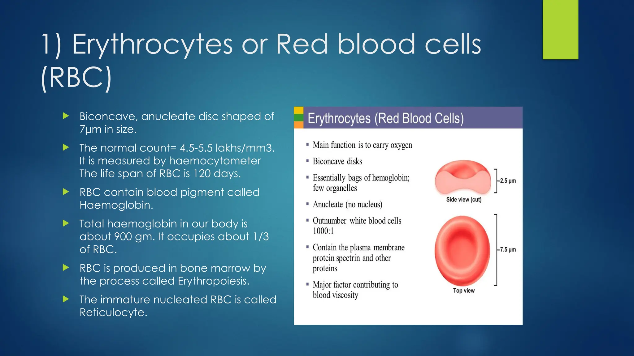 1) Erythrocytes or Red blood cells
(RBC)
 Biconcave, anucleate disc shaped of
7µm in size.
 The normal count= 4.5-5.5 lakhs/mm3.
It is measured by haemocytometer
The life span of RBC is 120 days.
 RBC contain blood pigment called
Haemoglobin.
 Total haemoglobin in our body is
about 900 gm. It occupies about 1/3
of RBC.
 RBC is produced in bone marrow by
the process called Erythropoiesis.
 The immature nucleated RBC is called
Reticulocyte.
 