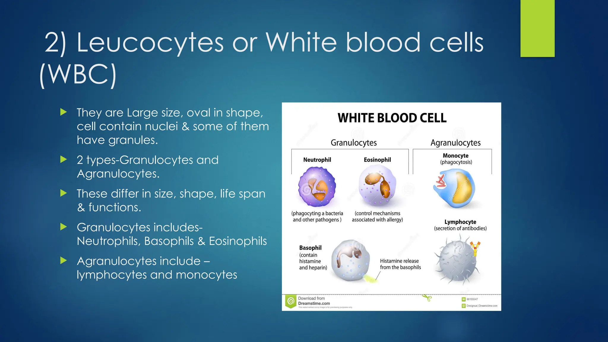 2) Leucocytes or White blood cells
(WBC)
 They are Large size, oval in shape,
cell contain nuclei & some of them
have granules.
 2 types-Granulocytes and
Agranulocytes.
 These differ in size, shape, life span
& functions.
 Granulocytes includes-
Neutrophils, Basophils & Eosinophils
 Agranulocytes include –
lymphocytes and monocytes
 