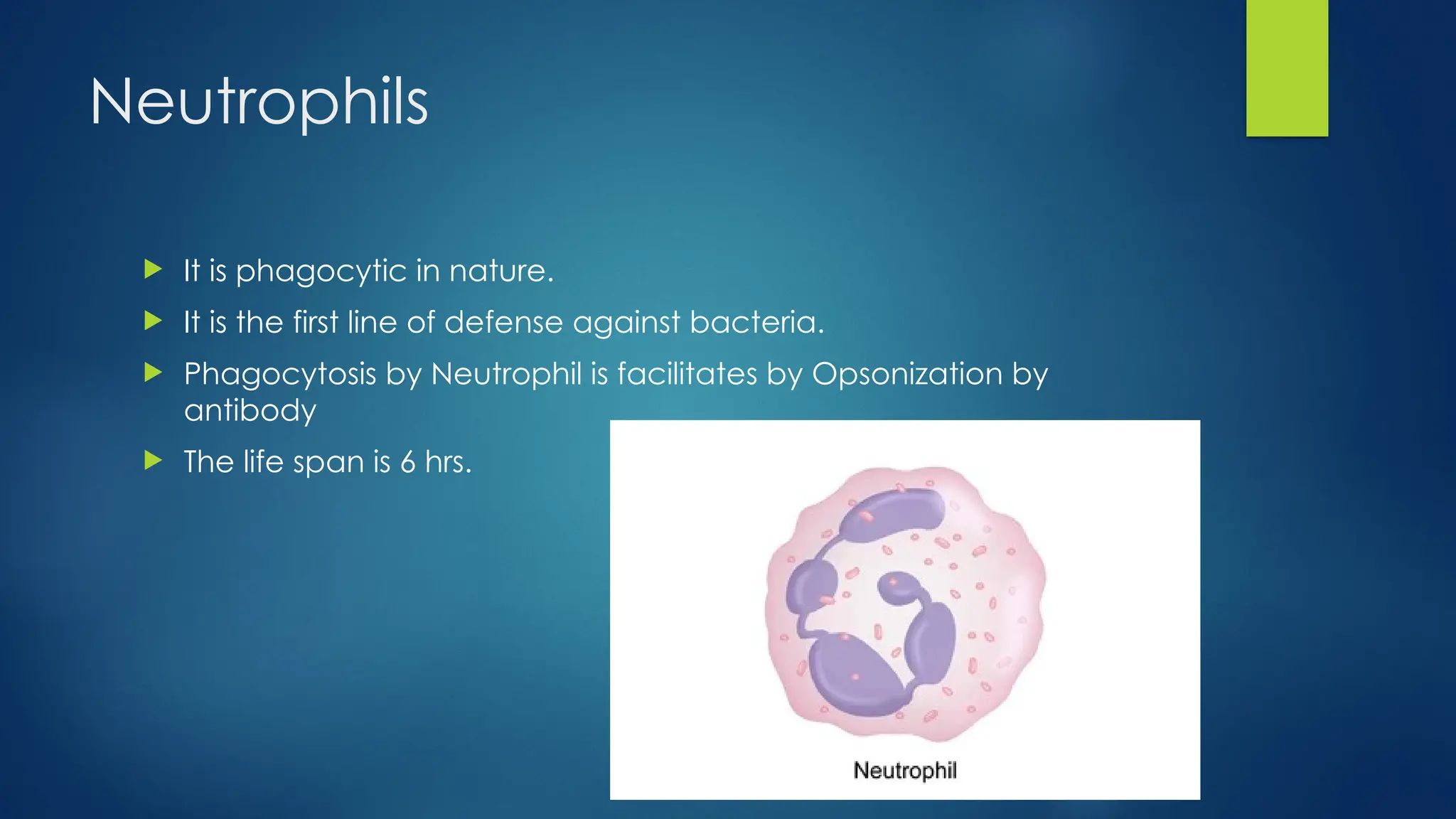 Neutrophils
 It is phagocytic in nature.
 It is the first line of defense against bacteria.
 Phagocytosis by Neutrophil is facilitates by Opsonization by
antibody
 The life span is 6 hrs.
 